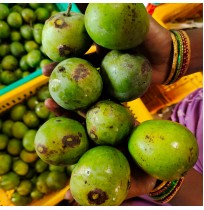 Nattumanga Mango (from Kerala) (3 - 5 days to ripen)